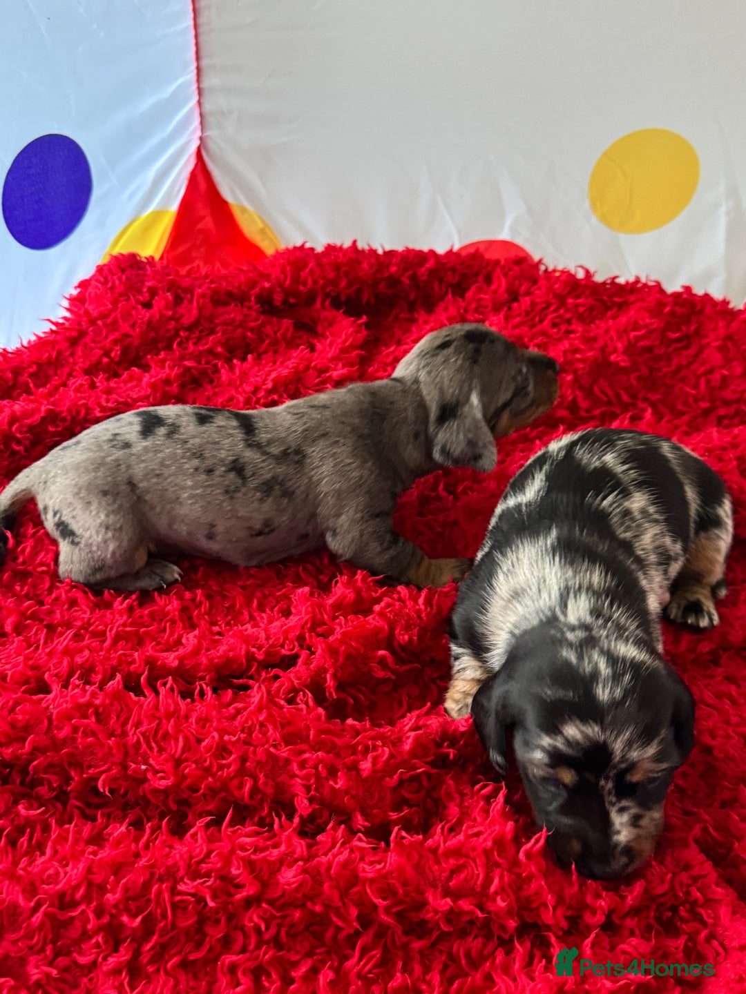 Miniature Dachshund dogs for sale: Mini dachshund puppies KC registered, DNA tested - Advert 21