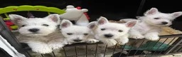 West Highland Terrier dogs for sale: One Kennel Club registered Male Puppy available. - Advert 3