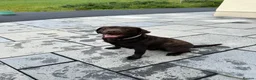 Springador dogs for sale: Beautiful Springador Puppies in Carmarthen - Advert 1