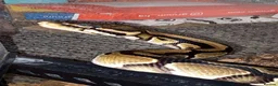 Python Snake reptiles for sale: Ball python and large vivarium for sale!  in Carlisle - Advert 1