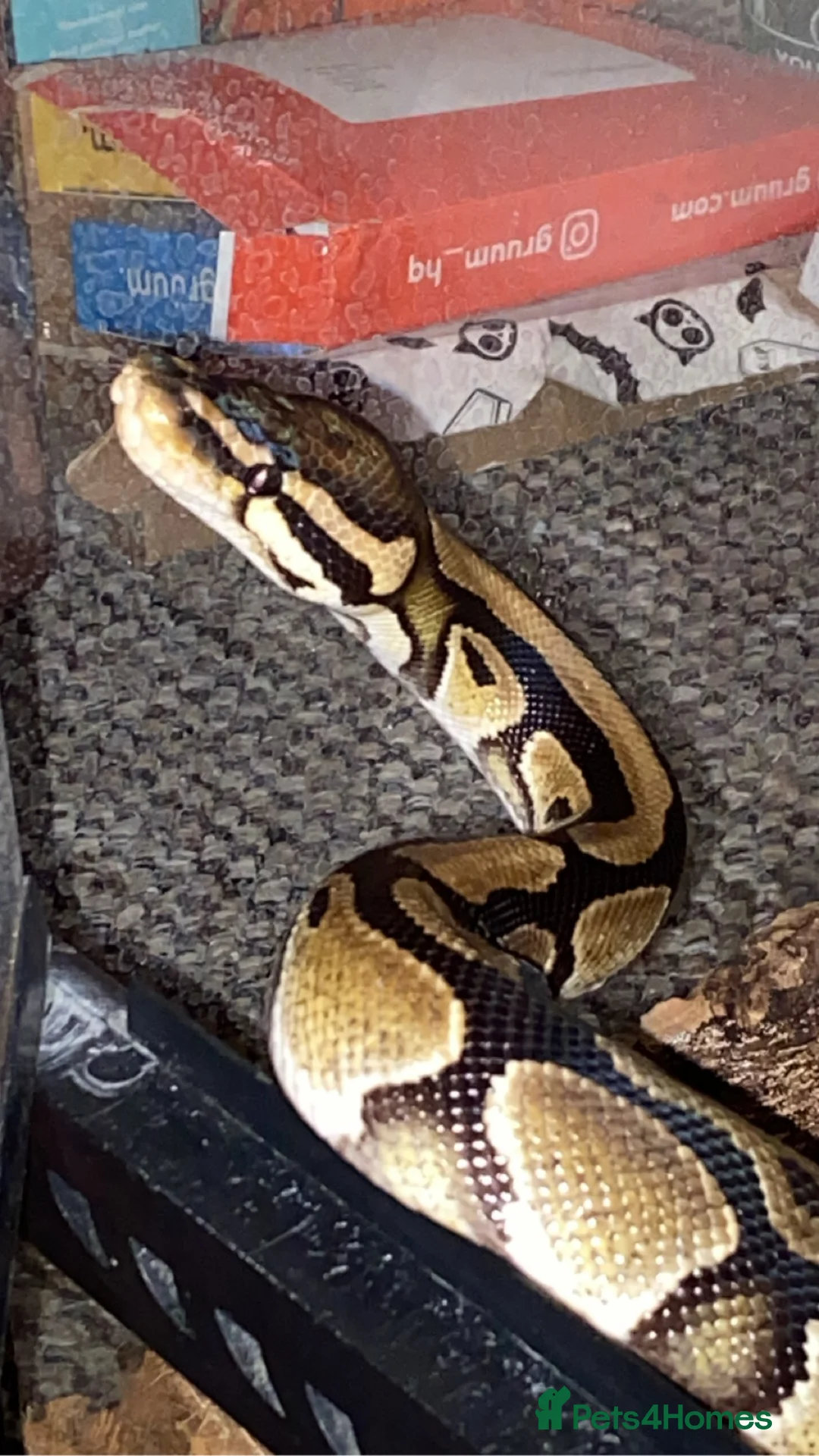 Python Snake reptiles for sale: Ball python and large vivarium for sale!  in Carlisle - Advert 1