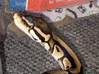 Python Snake reptiles Ball python and large vivarium for sale! - Advert 1