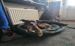 Mixed Breed dogs for sale: Staffy X Whippet - Image 4