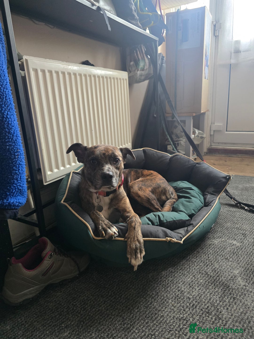 Mixed Breed dogs for sale: Staffy X Whippet - Image 4