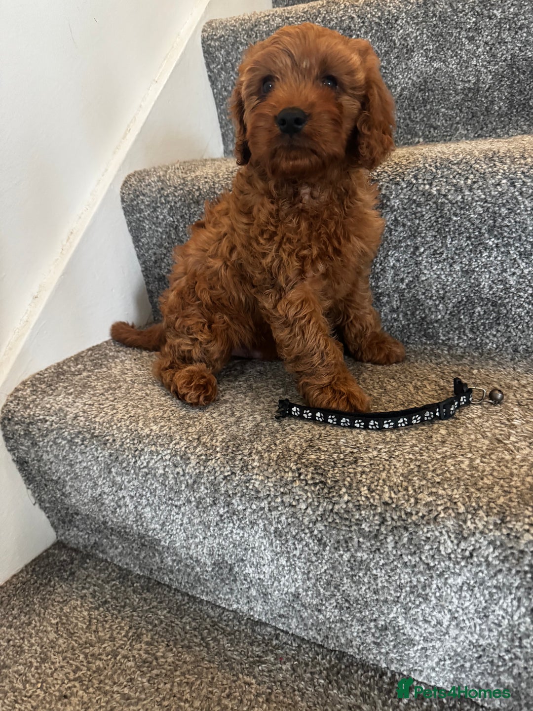 Cavapoo dogs for sale: cavapoo  - Image 17