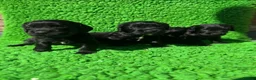Cocker Spaniel dogs for sale: Exceptional working line KC Cocker spaniel pups - Advert 8