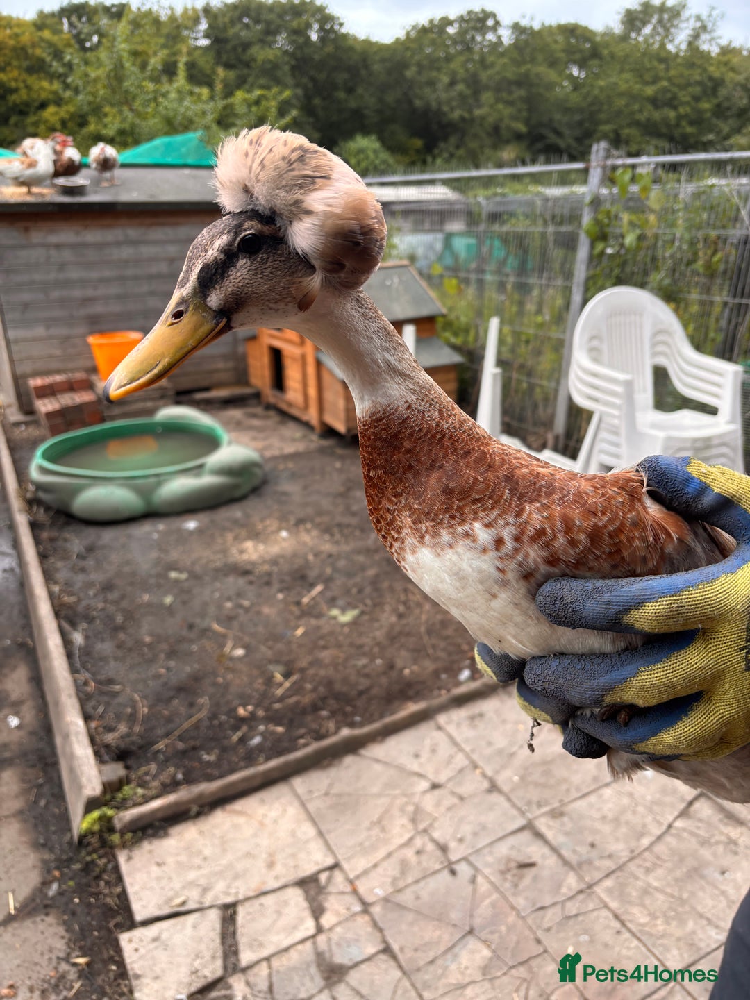 Ducks poultry for sale: American crested ducks  - Image 2