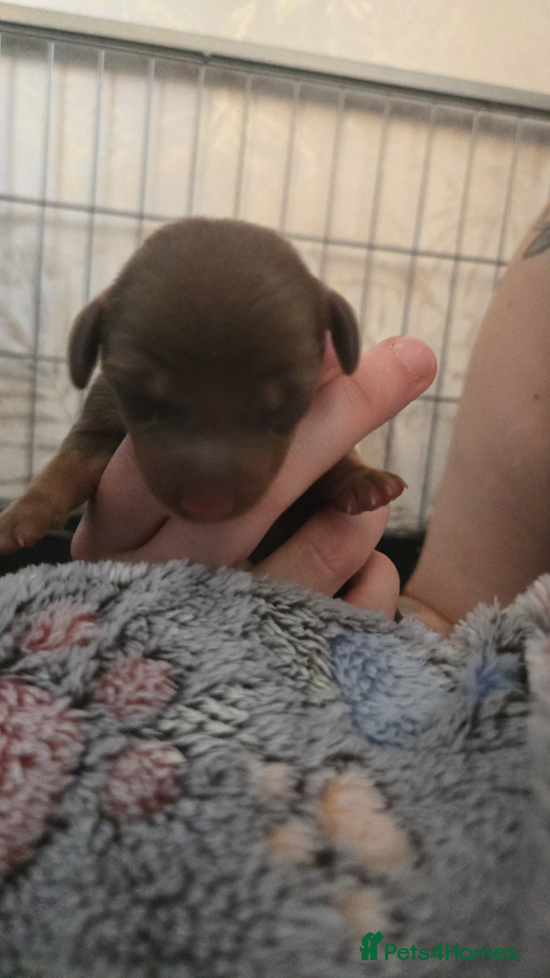 Miniature Dachshund dogs for sale: Miniature dachshund pups for sale - Image 10