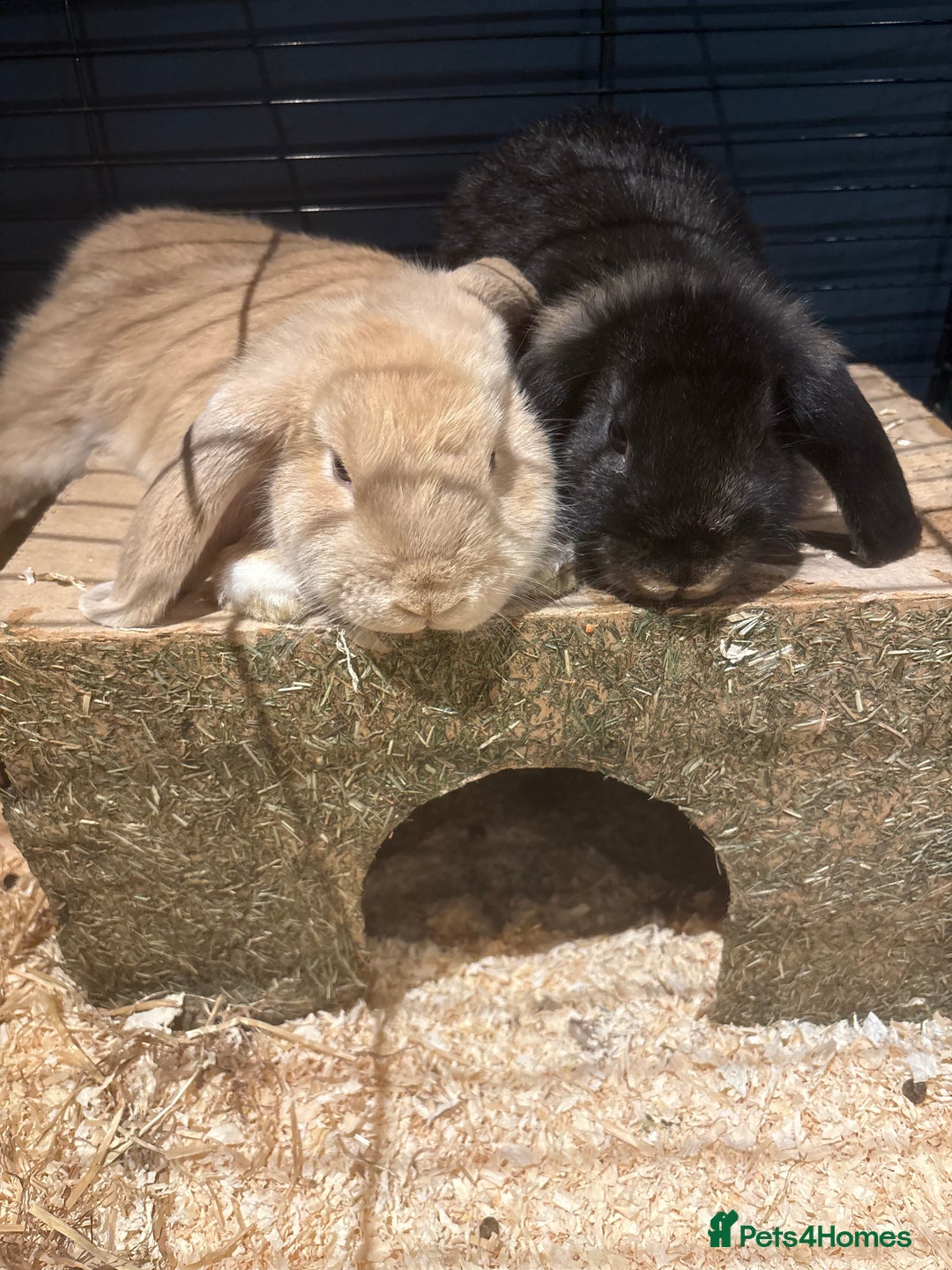 English Lop rabbits for sale: 2 bunnys - Advert 2
