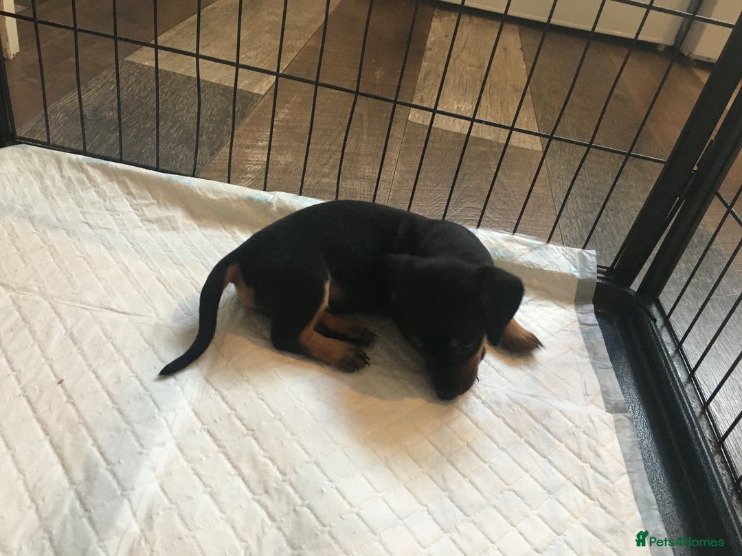 Miniature Dachshund dogs for sale: Miniature dachshund baby’s  - Image 12