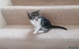 Mixed Breed cats for sale: Mixed litter very well handled Tabby kittens  - Image 5