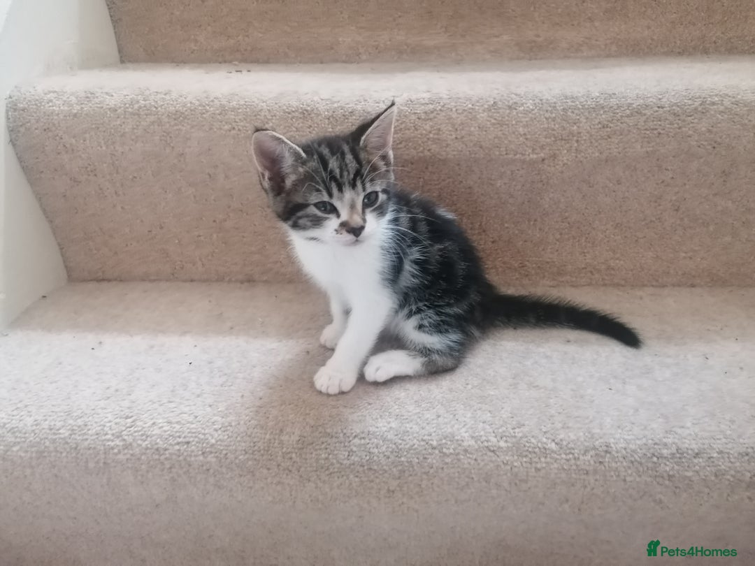 Mixed Breed cats for sale: Mixed litter very well handled Tabby kittens  - Image 5