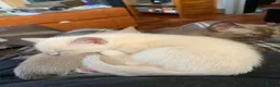 Burmese cats for sale: Beautiful Female Burmese Kittens  in Swindon - Advert 4
