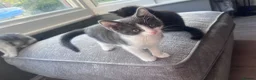 Domestic Shorthair cats for sale: Baby boy kittens  - Advert 4