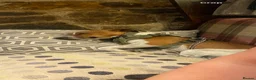 Jack Russell dogs for stud: Jack Russell stud available - Advert 2