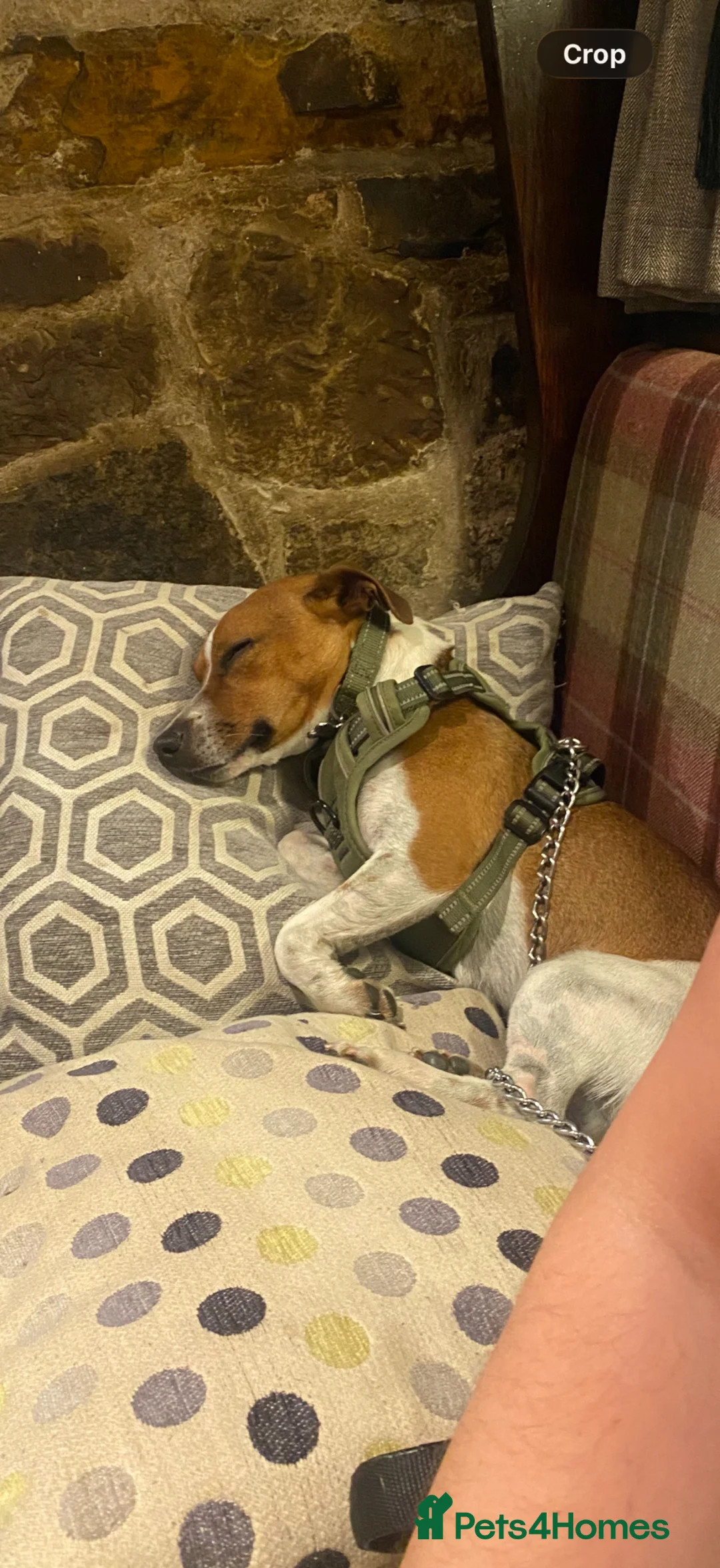 Jack Russell dogs for stud: Jack Russell stud available - Advert 2