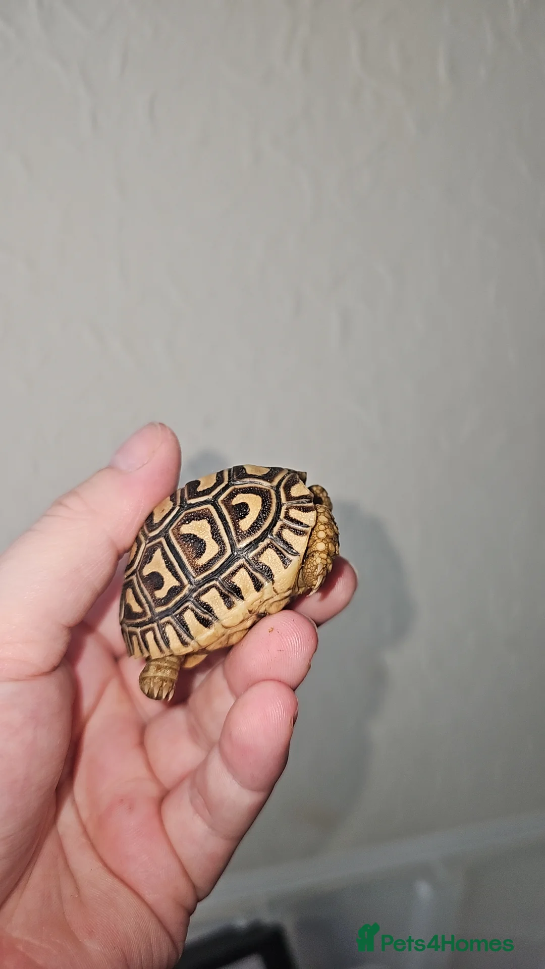 Mixed Breed reptiles for sale: Various animals for sale NOT £10 - Advert 1