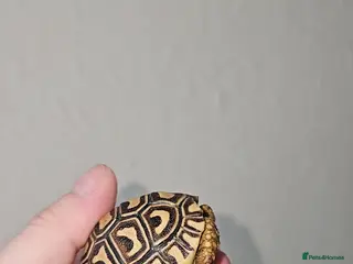 Mixed Breed reptiles Various animals for sale NOT £10 - Advert 1