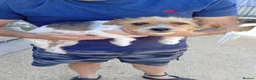 Jack Russell dogs for sale: Jackrussel puppiea for sale  in Southampton - Advert 6