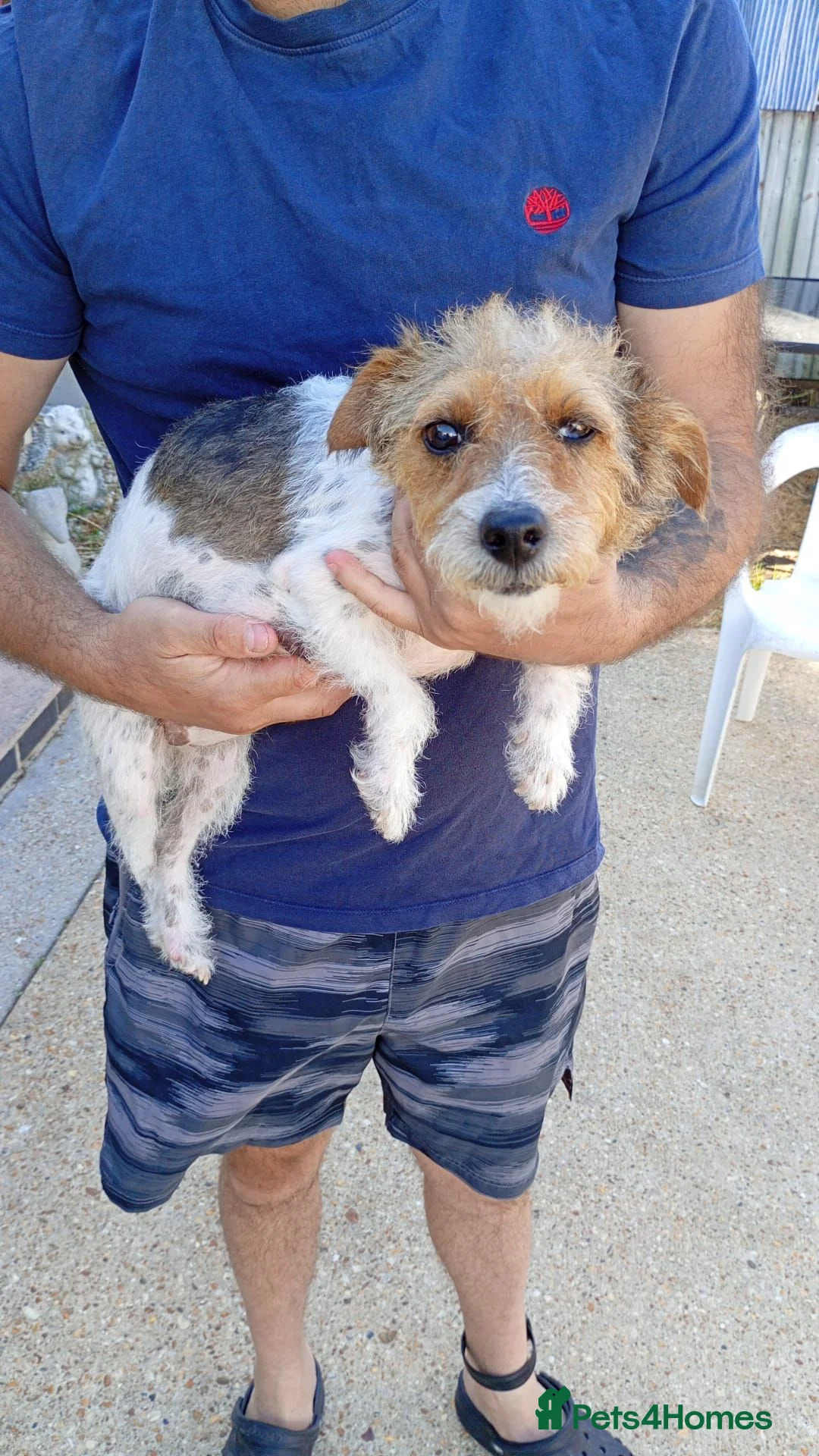 Jack Russell dogs for sale: Jackrussel puppiea for sale  in Southampton - Advert 6
