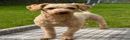 Toy Poodle dogs for stud: KC Registered Red Toy Poodle Fully DNA Tested - Advert 4