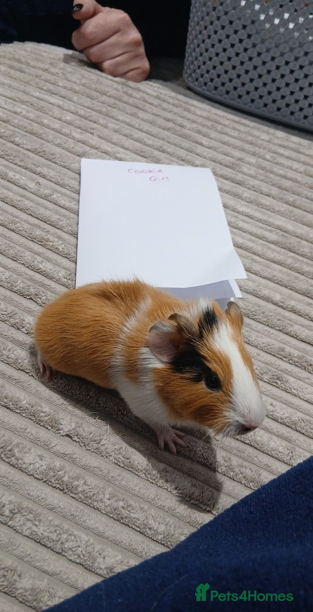 Guinea Pig rodents for sale: 8 guineapigs  - Advert 5