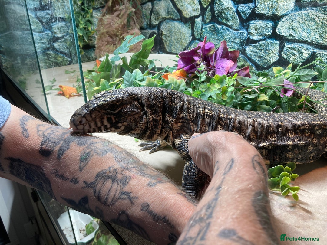 Lizard reptiles for sale: Stunning black and white tegu female - Image 2