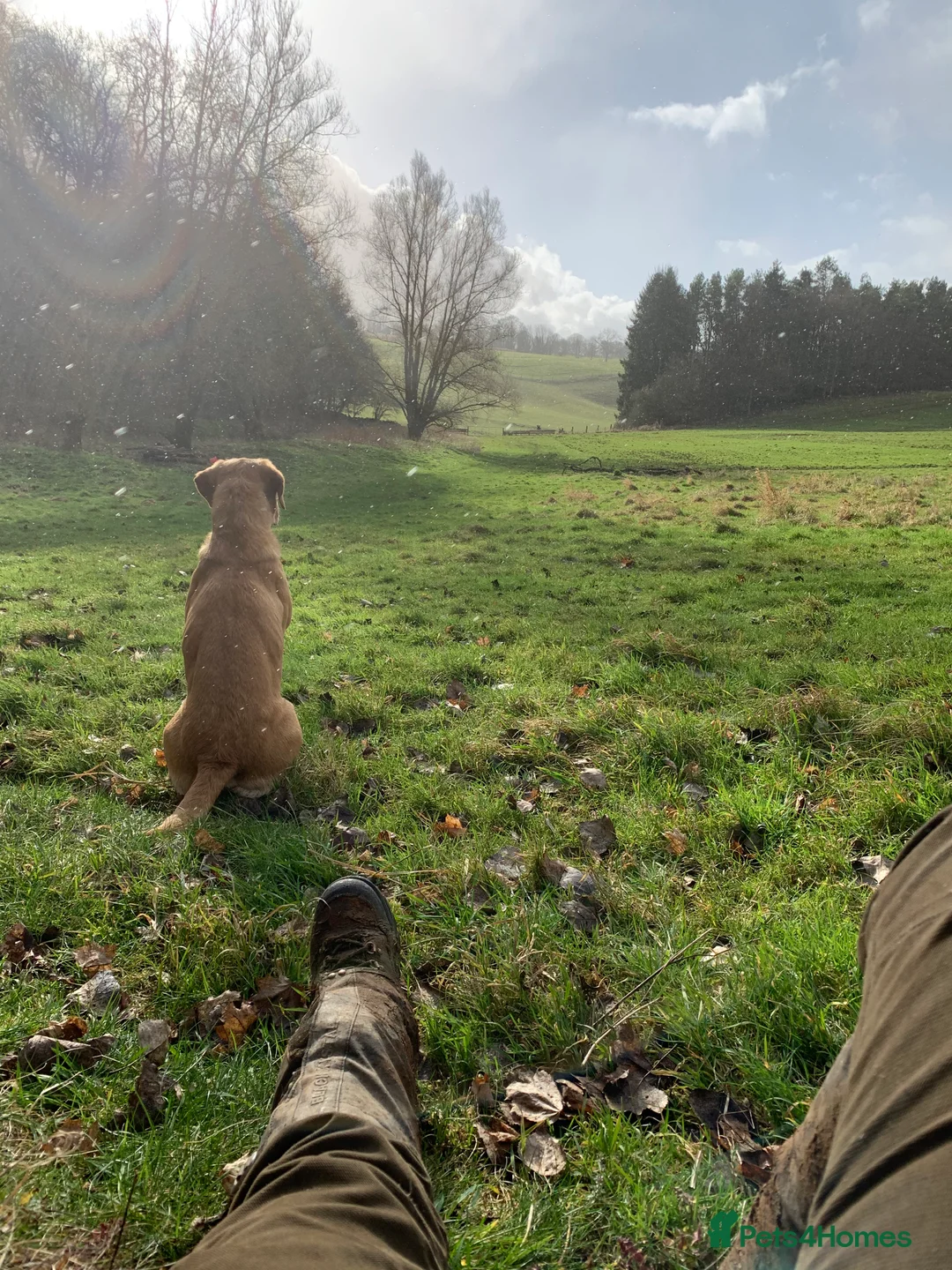 Labrador Retriever dogs for stud: Fully health Tested Labrador, Carrying Fox Red in Tewkesbury - Advert 15