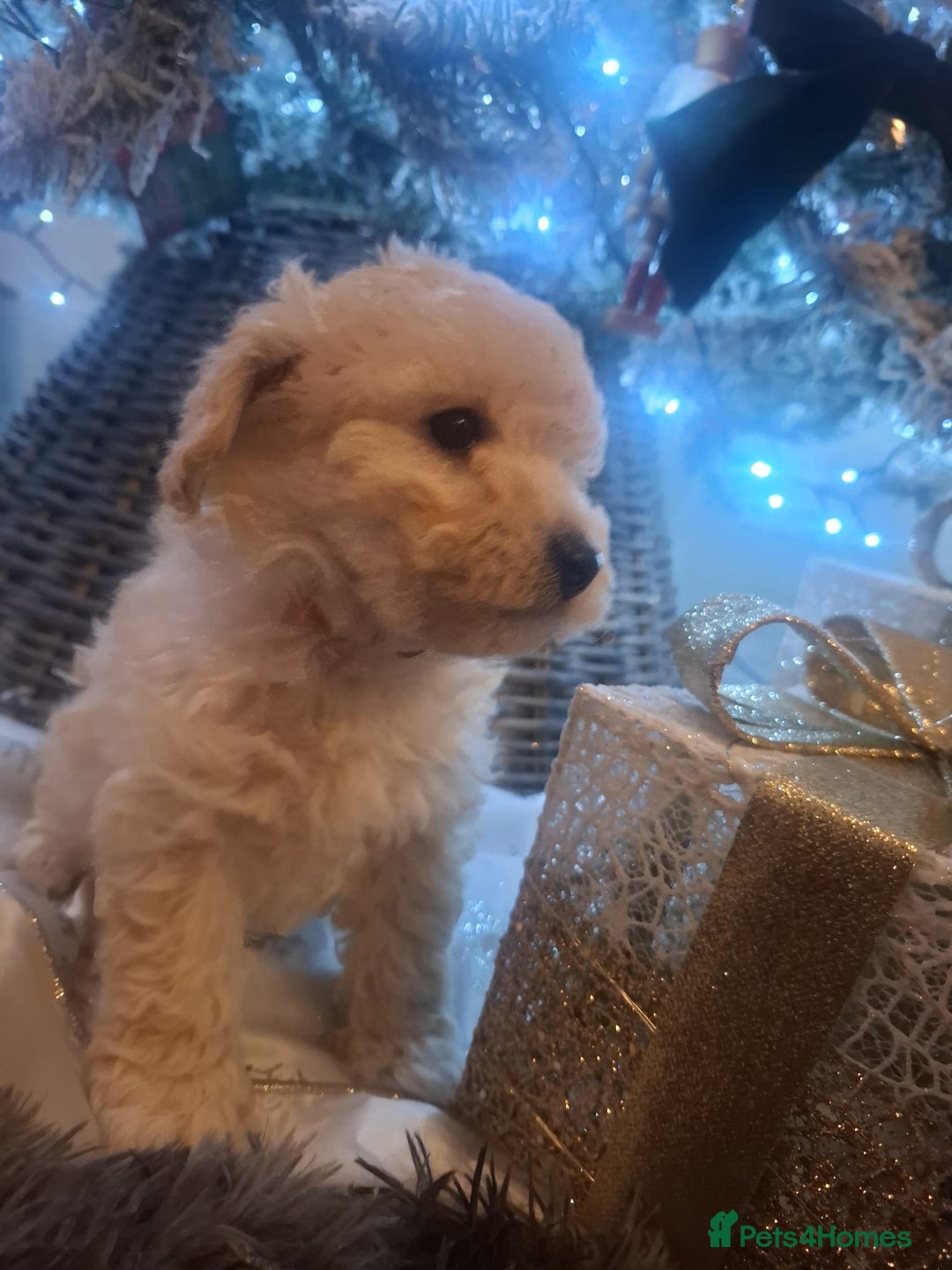 Poochon dogs for sale: Female poochon forsale - Advert 8