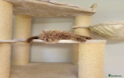 British Longhair cats for sale: Stunning Cinnamon Tica Registered Boy - Image 9
