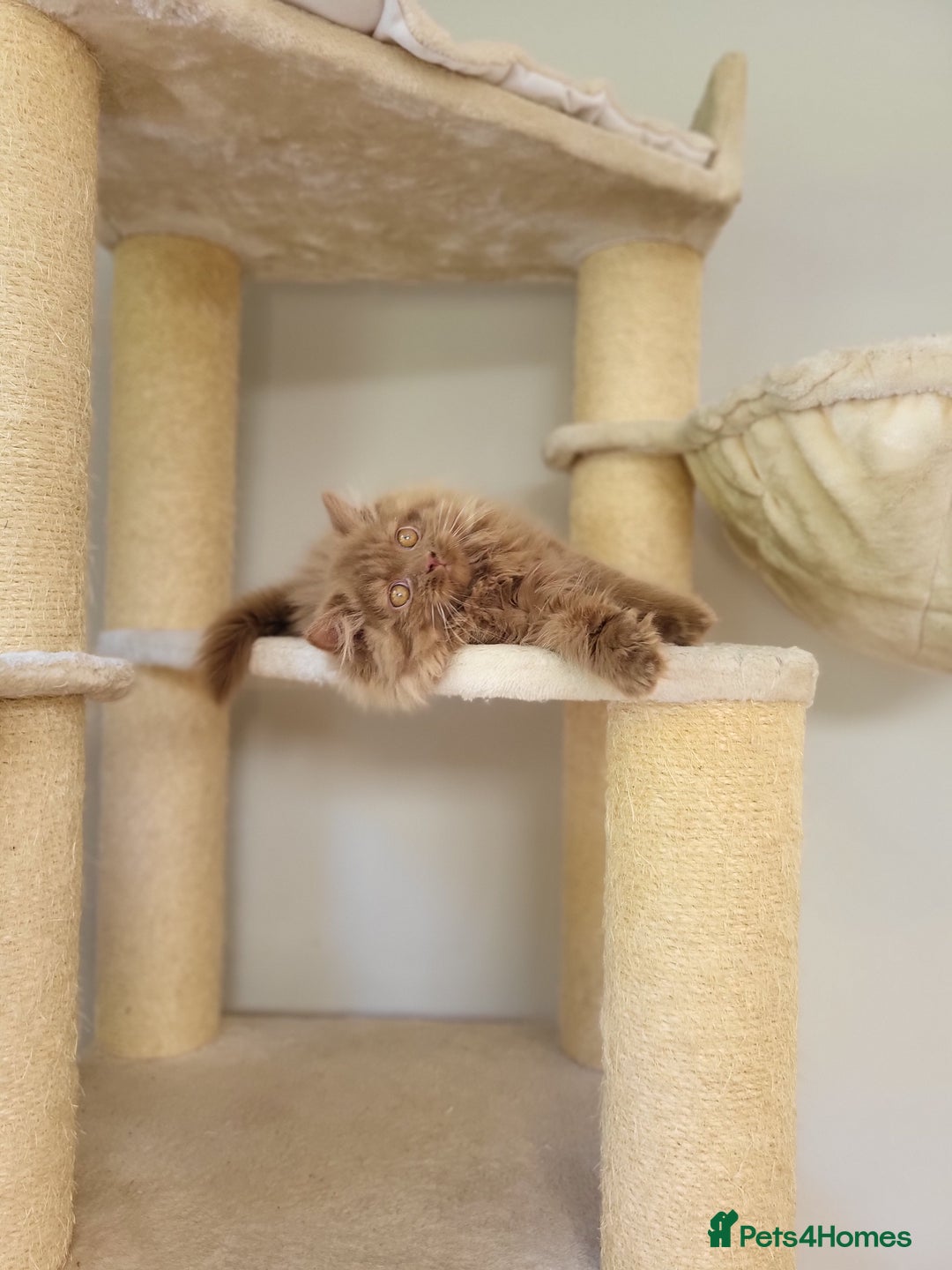 British Longhair cats for sale: Stunning Cinnamon Tica Registered Boy - Image 9