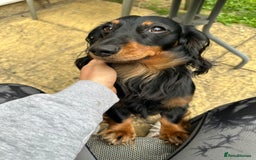 Miniature Dachshund dogs for stud: Stud available Miniature Long-Haired Dachshund  - Image 3