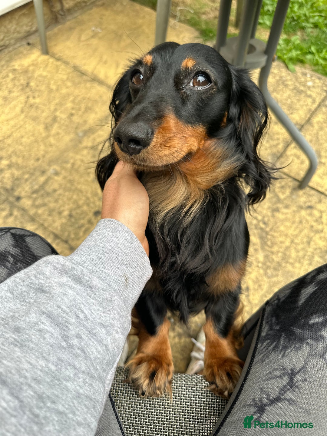 Miniature Dachshund dogs for stud: Stud available Miniature Long-Haired Dachshund  - Image 3