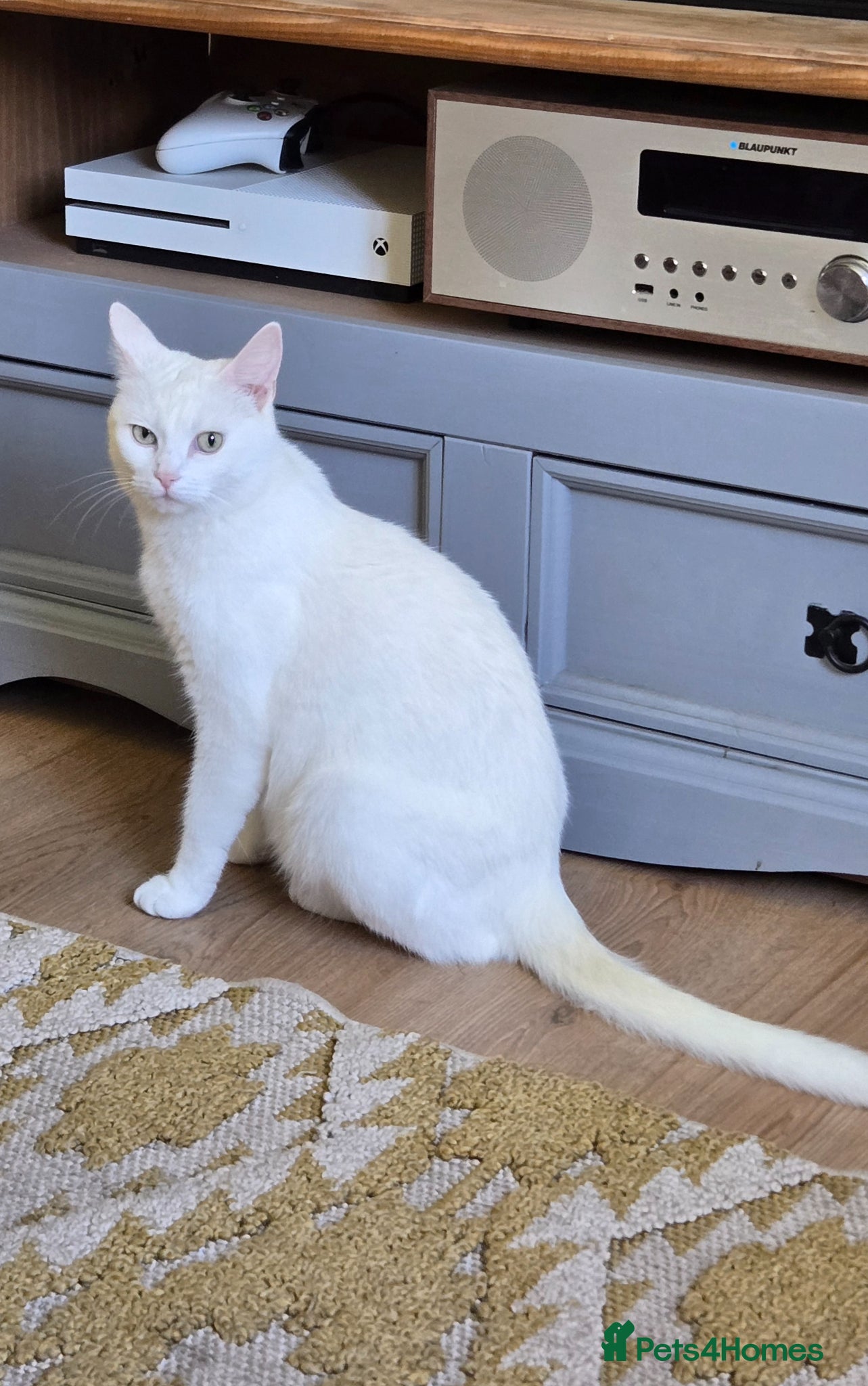 Mixed Breed cats Kittens for sale - Advert 1