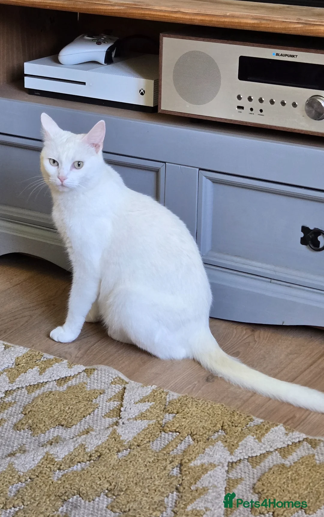 Mixed Breed cats for sale: Kittens for sale - Advert 1