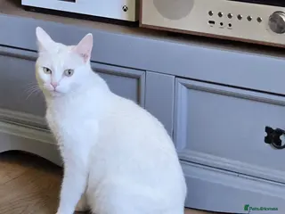 Mixed Breed cats Kittens for sale - Advert 1