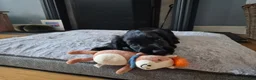 Cocker Spaniel dogs for sale: Cocker spaniel puppy in Cirencester - Advert 3