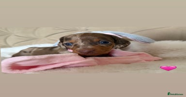 Miniature Dachshund dogs - Advert 2