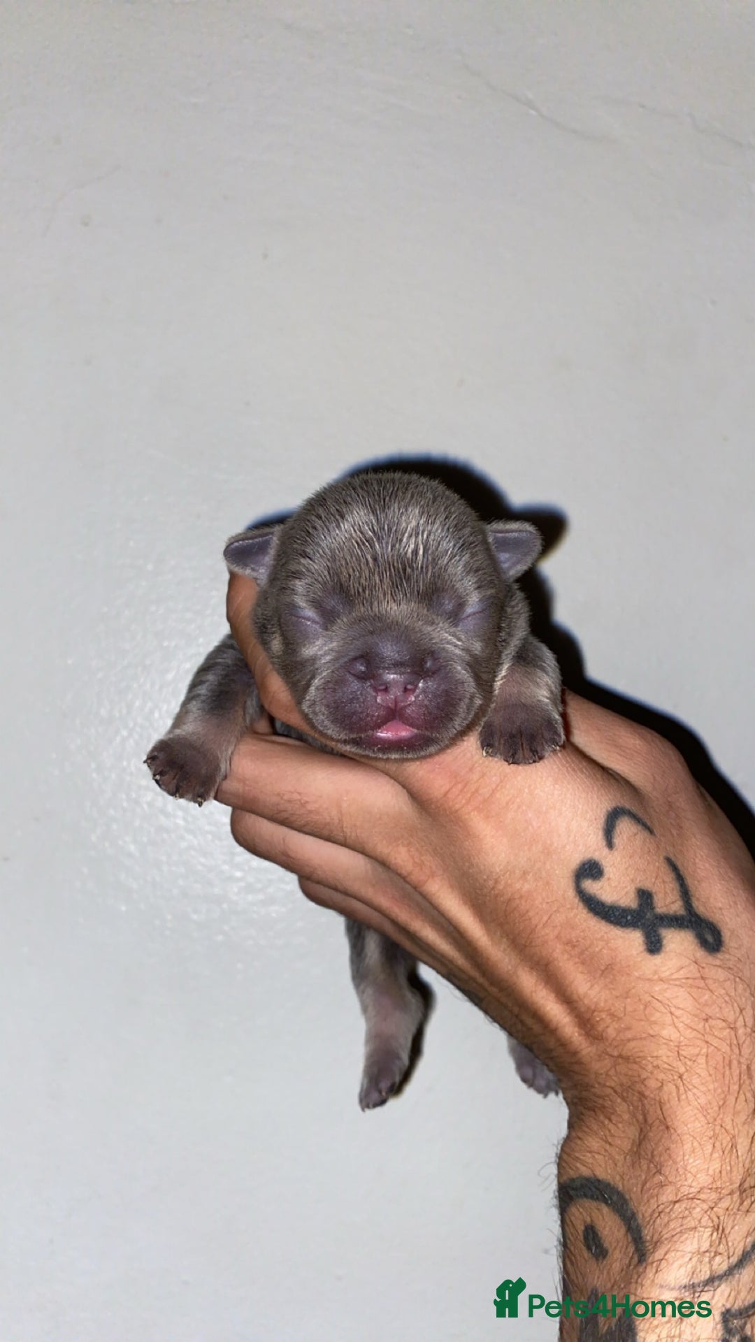 French Bulldog dogs for sale: French bulldogs  - Image 8