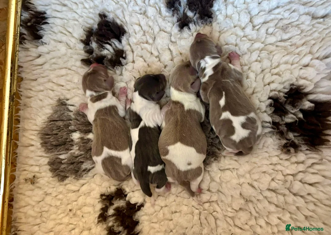 Miniature Dachshund dogs for stud: Tiny Piebald Stud with Free Ovulation Testing  in Stockton-on-Tees - Advert 26