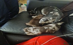 Mixed Breed dogs for sale: Frug pups for sale  - Advert 4