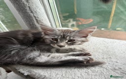 Maine Coon cats for sale: Maine Coon Kittens in Greenford - Image 9