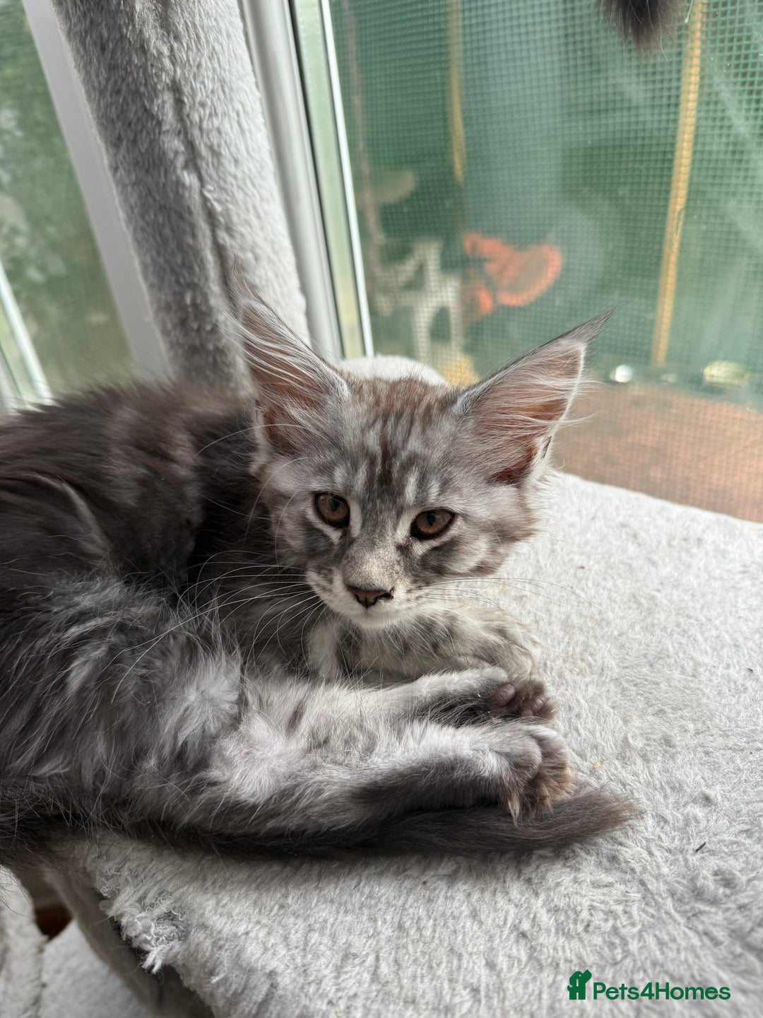 Maine Coon cats for sale: Maine Coon Kittens in Greenford - Image 9