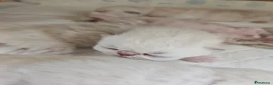Persian 12
