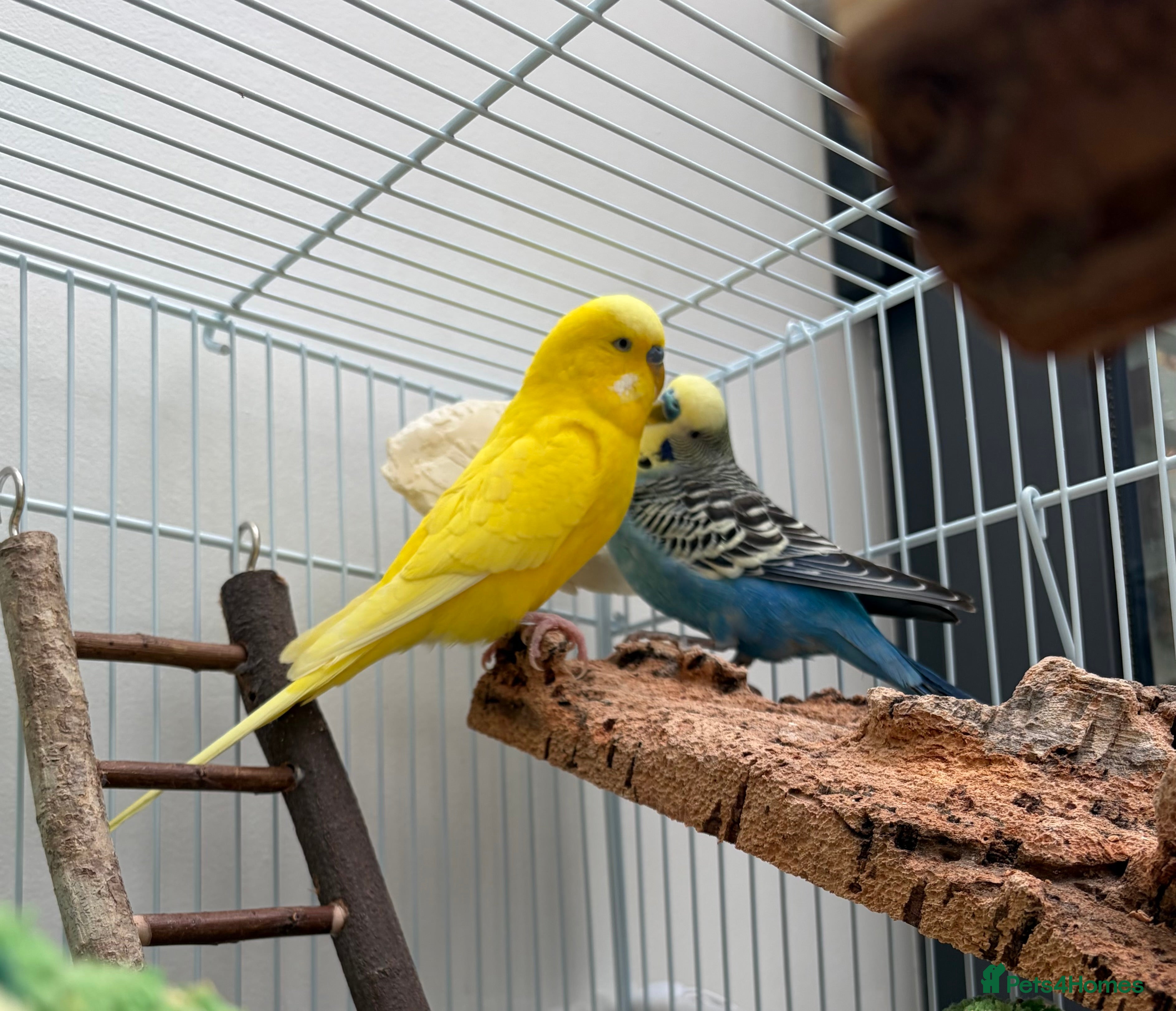 Budgerigars birds Free to good home, 2 male budgies - Advert 1
