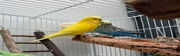 Budgerigars birds for sale: Free to good home, 2 male budgies - Advert 1