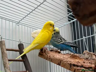 Budgerigars birds Free to good home, 2 male budgies - Advert 1