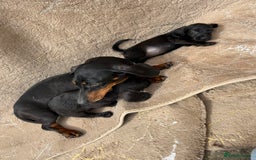 Doxiepoo dogs for sale: Daxi poos - Image 23