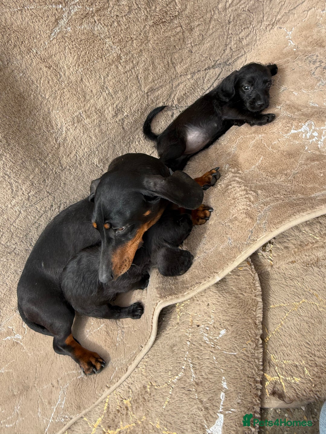 Doxiepoo dogs for sale: Daxi poos - Image 23