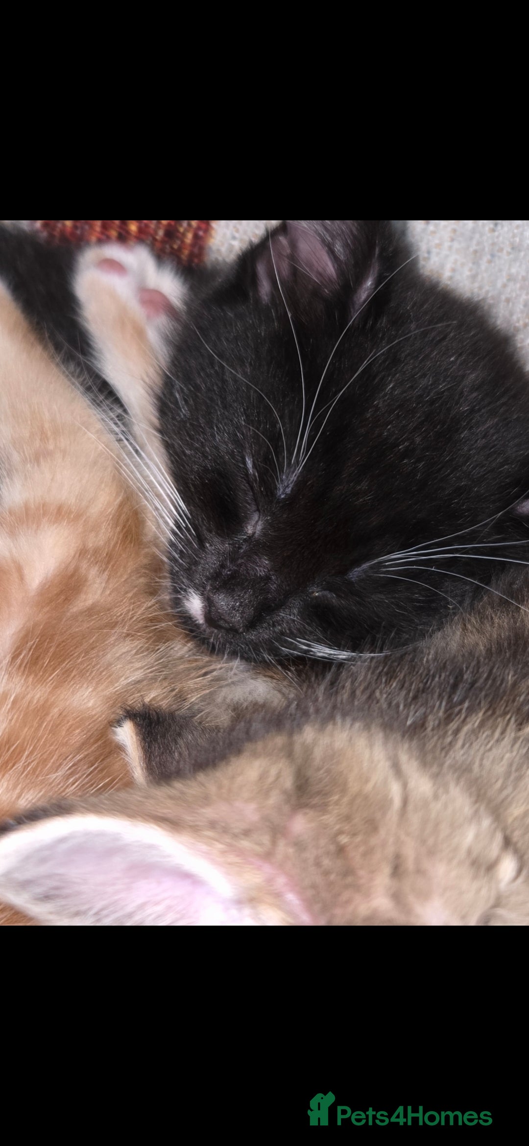 Mixed Breed cats for sale: Kittens  - Advert 26